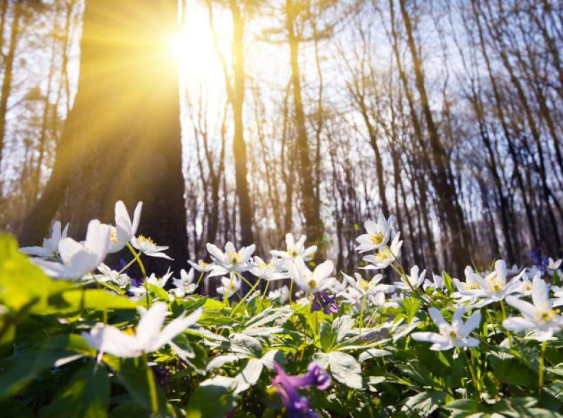 На фото зображено ліс, сонячний ранок та білі лісові квіти