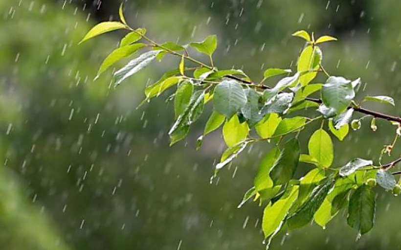 На фото зображено гілочку дерева під літнім дощем