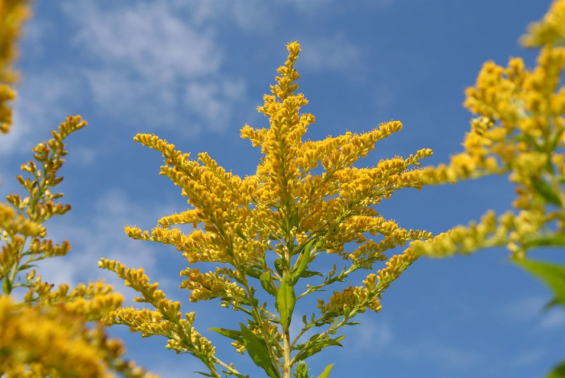Крупний план жовтої квітки золотушника (Goldenrod), що тягнеться вгору.
На задньому плані – блакитне небо з поодинокими хмарками.
Квітка в центрі композиції, навколо видно кілька таких самих рослин.
Фото яскраве, контрастне, нагадує літній день.