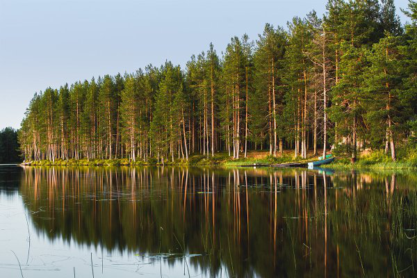 На фото зображено ліс на березі озера